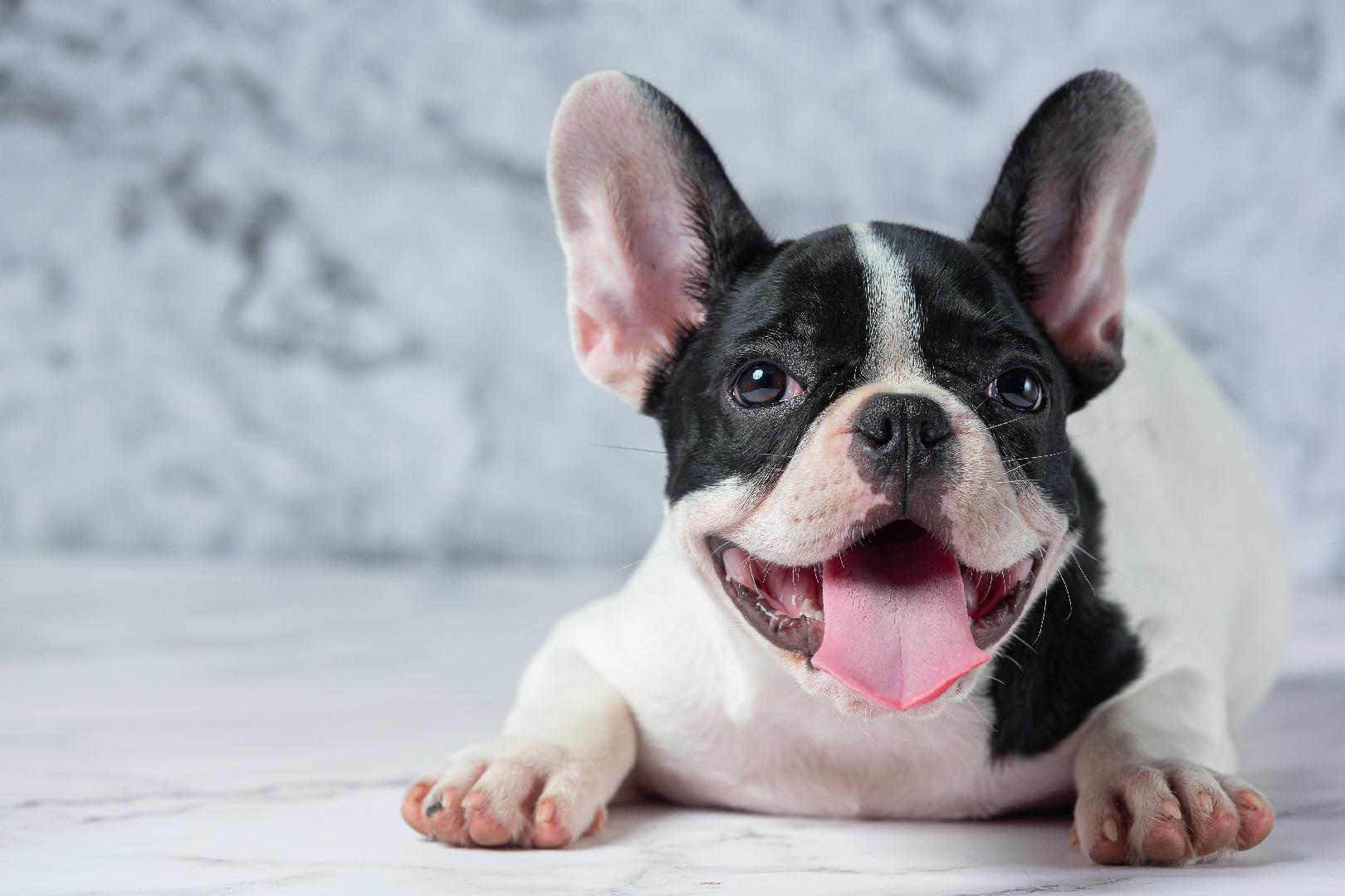 Guía completa de alimentación del Bulldog Francés por etapas: De cachorro a senior