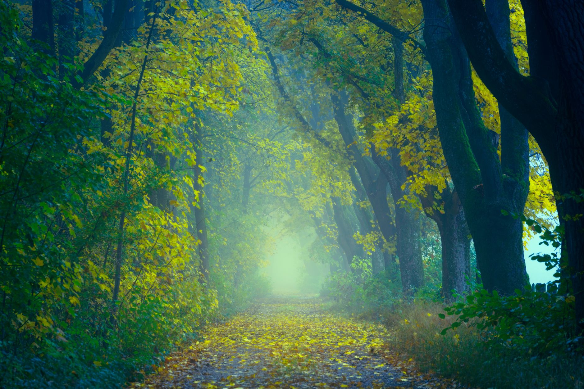 Sendero cubierto de niebla en un bosque otoñal con follaje vibrante, imagen ilustrativa del bosque de Wildwood
